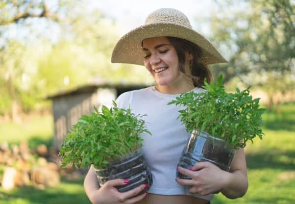 Woman Agronomist Holding Seedlings In Pots. Early Seedlings Grown From Seeds In Boxes At Home