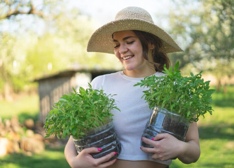 Woman Agronomist Holding Seedlings In Pots. Early Seedlings Grown From Seeds In Boxes At Home