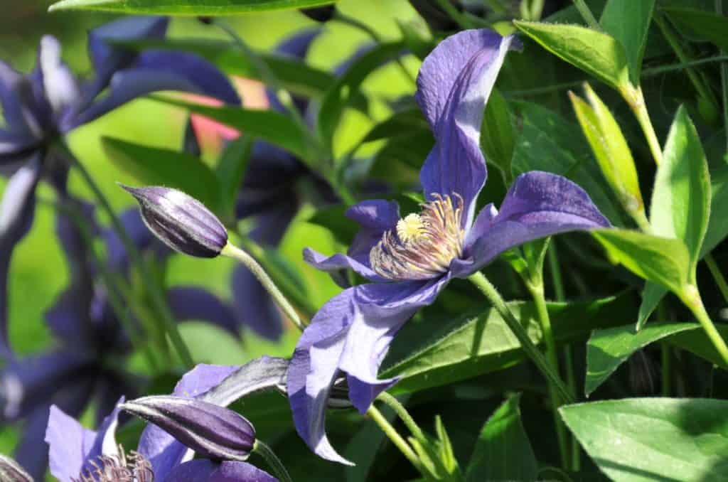 2015-06-13-Giverny-Jardins-de-Monet-15.jpg