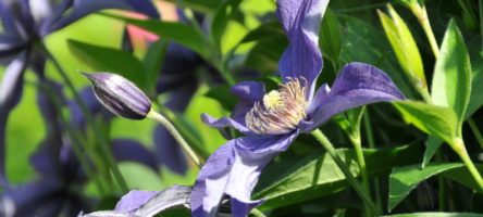 2015-06-13-Giverny-Jardins-de-Monet-15.jpg