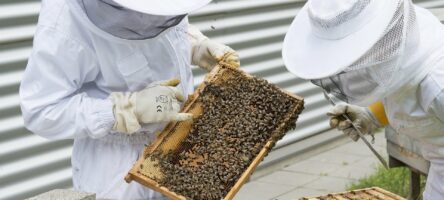 Beekeeper 2650663 1920