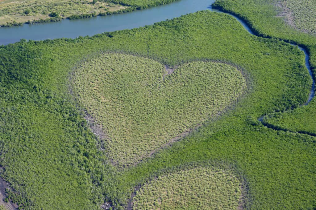 Heart Shaped Mangrove