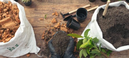 Closeup Picture Of Gardener's Hands Planting Plant