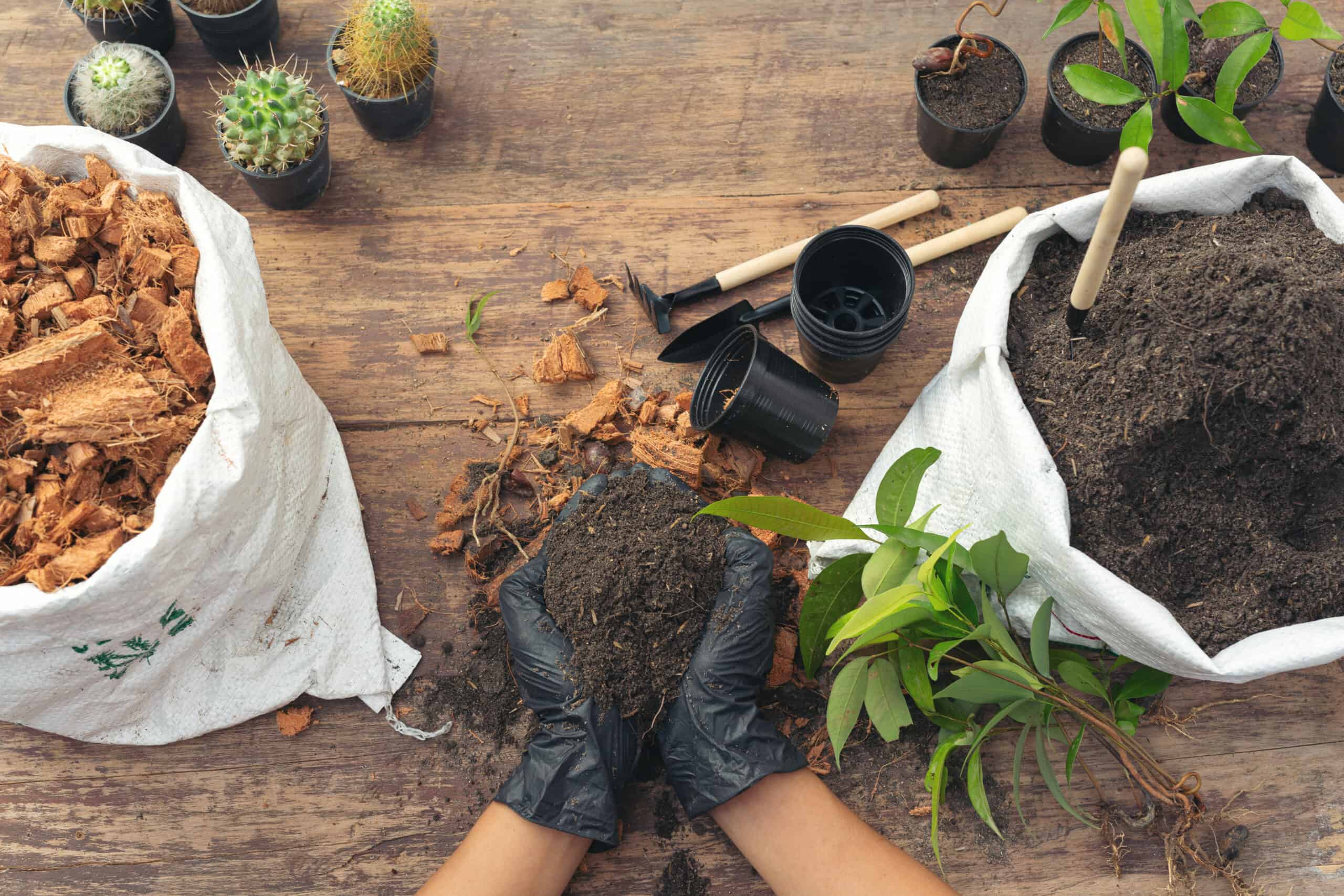 Closeup Picture Of Gardener's Hands Planting Plant